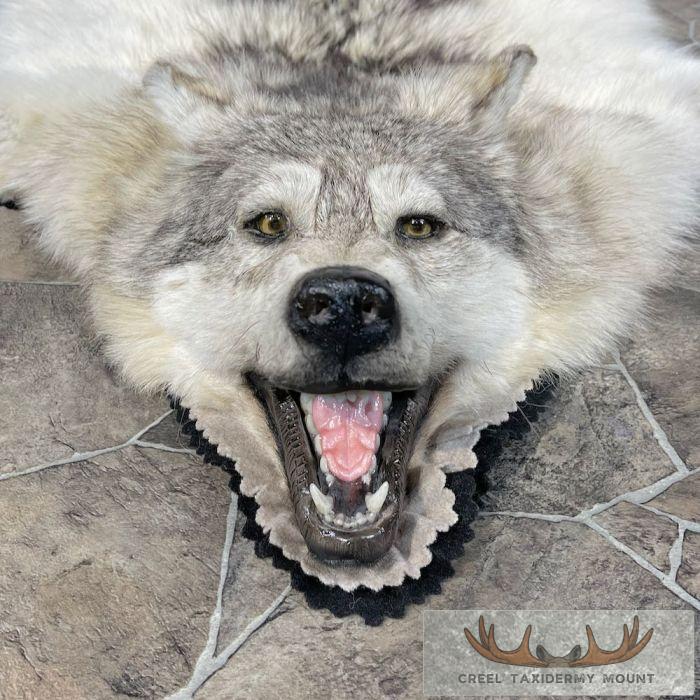 Grey Wolf Full Rug Taxidermy Mount For Sale - Image 3