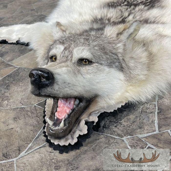 Grey Wolf Full Rug Taxidermy Mount For Sale - Image 4