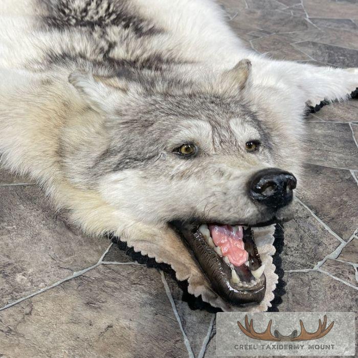 Grey Wolf Full Rug Taxidermy Mount For Sale - Image 5
