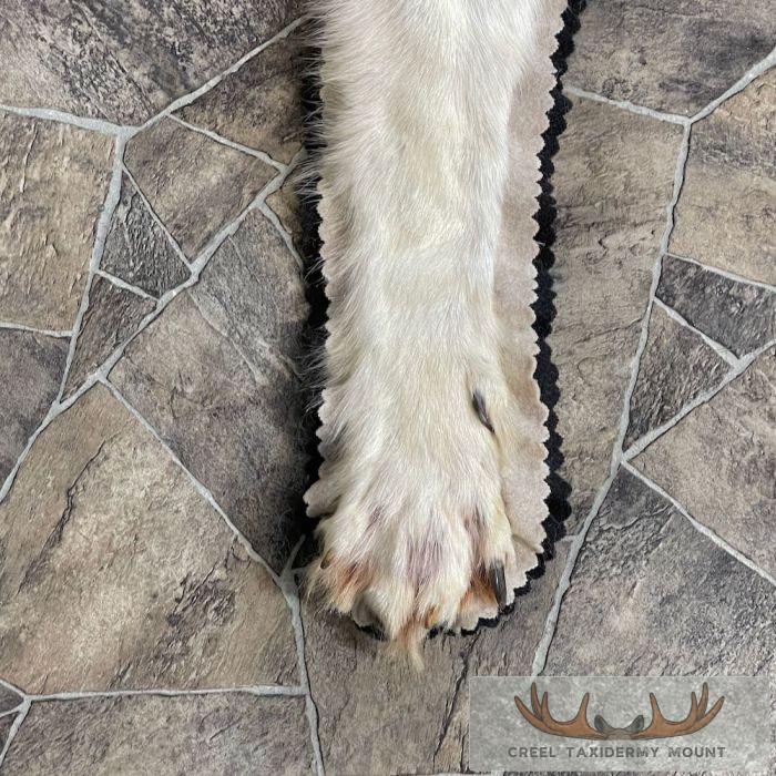 Grey Wolf Full Rug Taxidermy Mount For Sale - Image 7