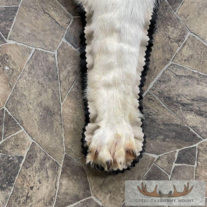 Grey Wolf Full Rug Taxidermy Mount For Sale - Image 6