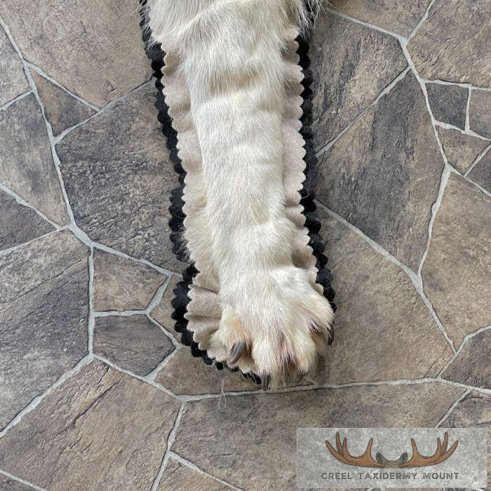 Grey Wolf Full Rug Taxidermy Mount For Sale - Image 8