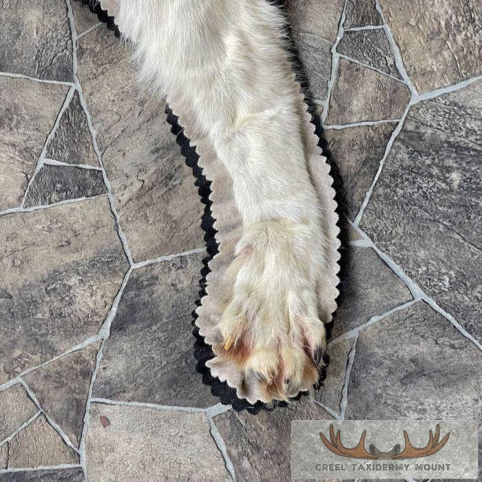 Grey Wolf Full Rug Taxidermy Mount For Sale - Image 10