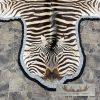African Zebra Full-Size Taxidermy Rug For Sale - Image 4
