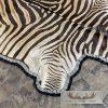 African Zebra Full-Size Taxidermy Rug For Sale - Image 3