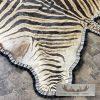 African Zebra Full-Size Taxidermy Rug For Sale - Image 6