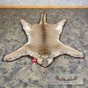 Mountain Lion Full Size Taxidermy Rug Mount For Sale - Image 2