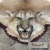 Mountain Lion Full Size Taxidermy Rug Mount For Sale - Image 3