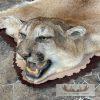 Mountain Lion Full Size Taxidermy Rug Mount For Sale - Image 4