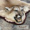 Mountain Lion Full Size Taxidermy Rug Mount For Sale - Image 6