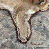 Mountain Lion Full Size Taxidermy Rug Mount For Sale - Image 5