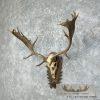 Austrian Fallow Deer Skull & Antler European Mount For Sale - Image 3
