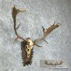 Austrian Fallow Deer Skull & Antler European Mount For Sale - Image 2