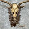 Austrian Fallow Deer Skull & Antler European Mount For Sale - Image 4