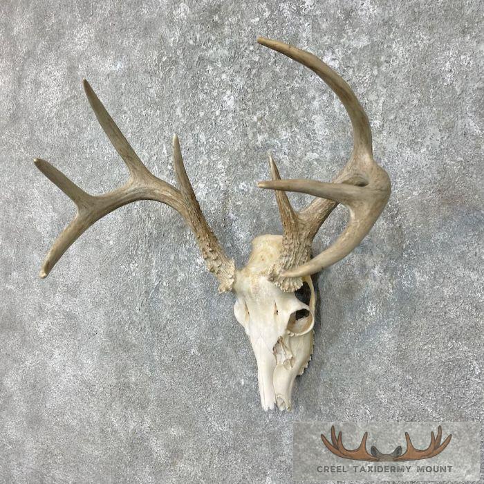 Whitetail Deer Skull European Taxidermy Mount For Sale - Image 3
