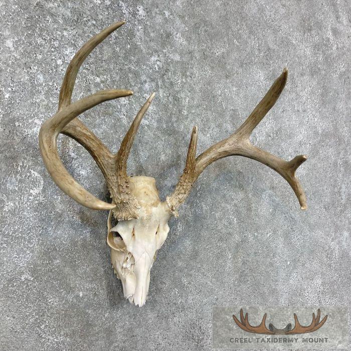 Whitetail Deer Skull European Taxidermy Mount For Sale - Image 4