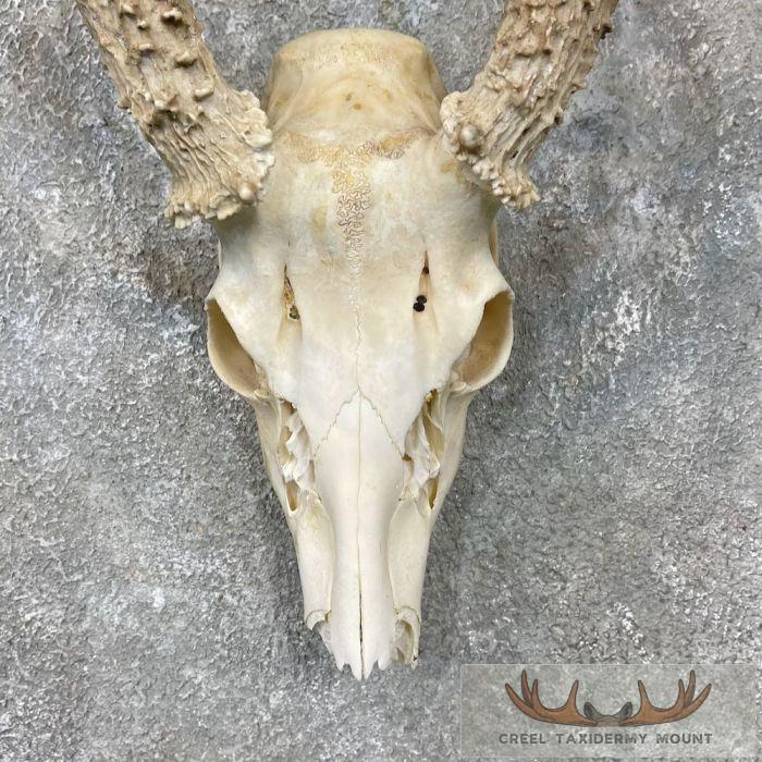 Whitetail Deer Skull European Taxidermy Mount For Sale - Image 2