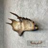 Scrimshaw Moose Antler Taxidermy Art For Sale - Image 4