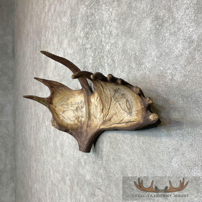 Scrimshaw Moose Antler Taxidermy Art For Sale - Image 4