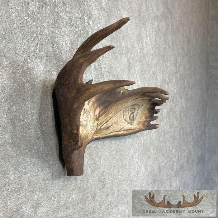 Scrimshaw Moose Antler Taxidermy Art For Sale - Image 3