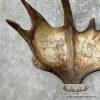 Scrimshaw Moose Antler Taxidermy Art For Sale - Image 2