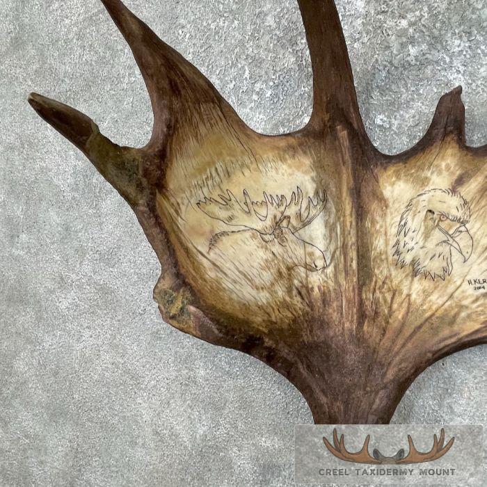 Scrimshaw Moose Antler Taxidermy Art For Sale - Image 2