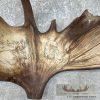 Scrimshaw Moose Antler Taxidermy Art For Sale - Image 5