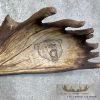 Scrimshaw Moose Antler Taxidermy Art For Sale - Image 6
