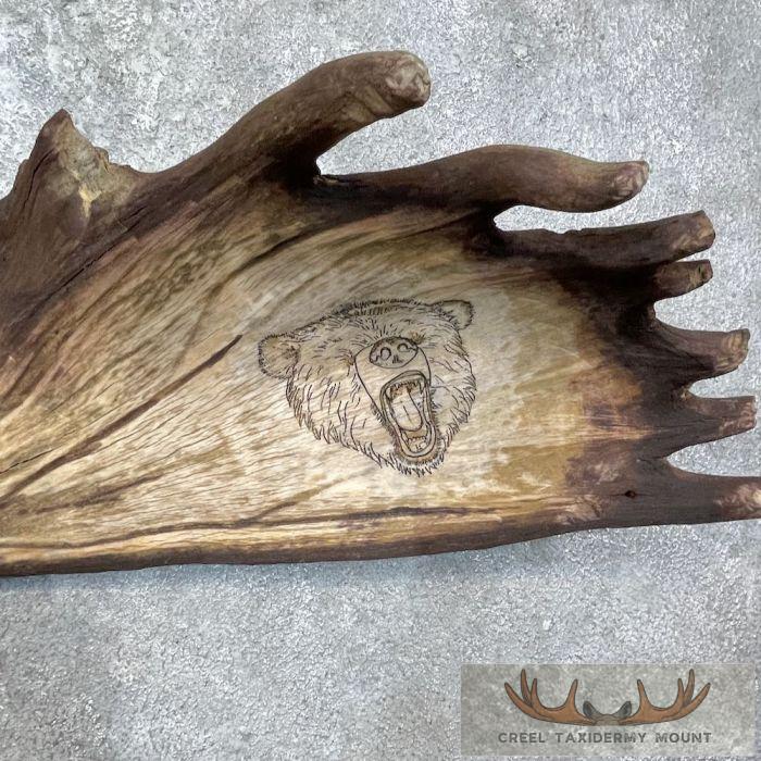 Scrimshaw Moose Antler Taxidermy Art For Sale - Image 6
