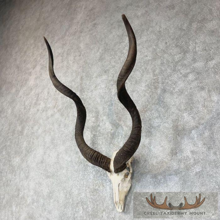Greater Kudu Skull & Horn European Taxidermy Mount For Sale - Image 3