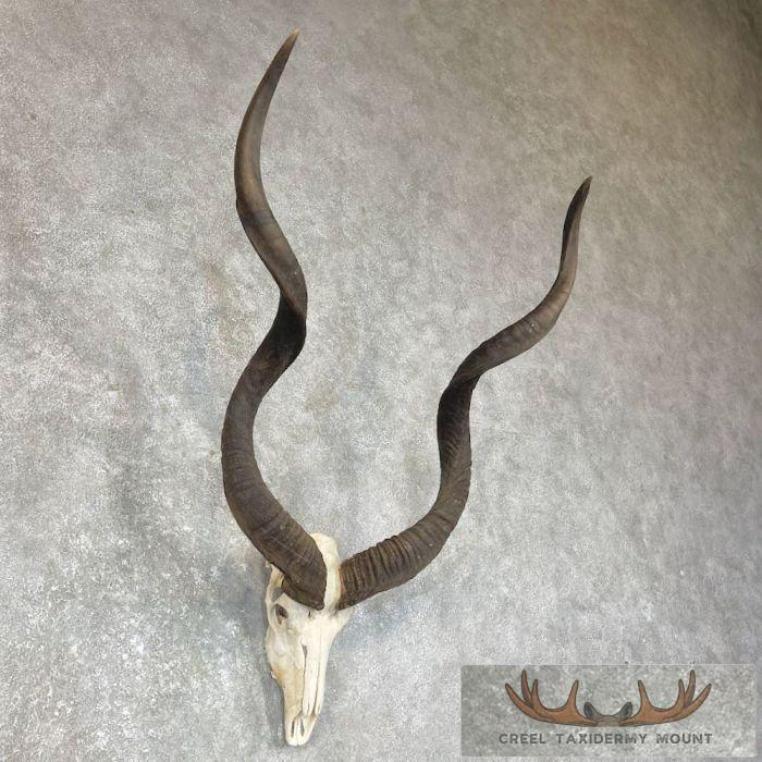 Greater Kudu Skull & Horn European Taxidermy Mount For Sale - Image 2