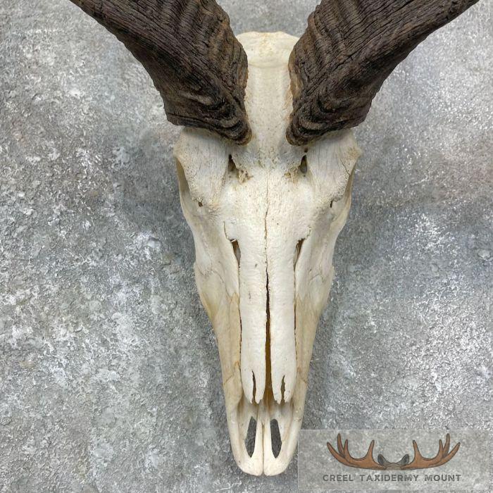 Greater Kudu Skull & Horn European Taxidermy Mount For Sale - Image 4