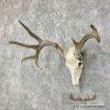 Whitetail Deer Skull European Taxidermy Mount For Sale - Image 4