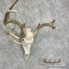 Whitetail Deer Skull European Taxidermy Mount For Sale - Image 3