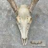Whitetail Deer Skull European Taxidermy Mount For Sale - Image 2