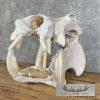 African Hippopotamus Full Skull Mount For Sale - Image 5