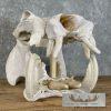 African Hippopotamus Full Skull Mount For Sale - Image 6