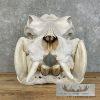 African Hippopotamus Full Skull Mount For Sale - Image 2