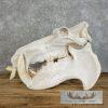 African Hippopotamus Full Skull Mount For Sale - Image 7