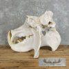 African Hippopotamus Full Skull Mount For Sale - Image 8