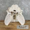African Hippopotamus Full Skull Mount For Sale - Image 9