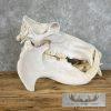 African Hippopotamus Full Skull Mount For Sale - Image 11