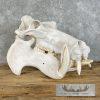 African Hippopotamus Full Skull Mount For Sale - Image 3