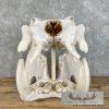 African Hippopotamus Full Skull Mount For Sale - Image 4