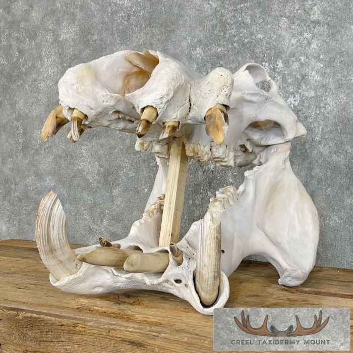 African Hippopotamus Full Skull Mount For Sale - Image 5