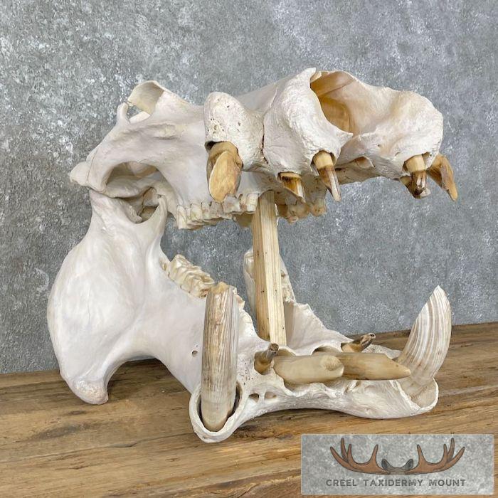 African Hippopotamus Full Skull Mount For Sale - Image 6