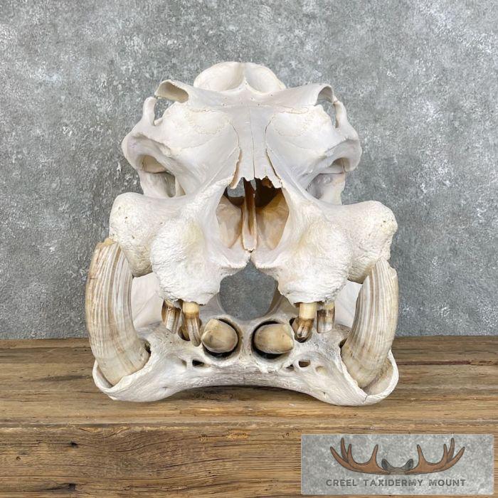 African Hippopotamus Full Skull Mount For Sale - Image 2