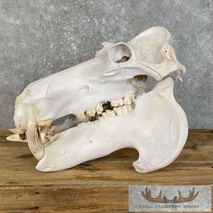 African Hippopotamus Full Skull Mount For Sale - Image 7