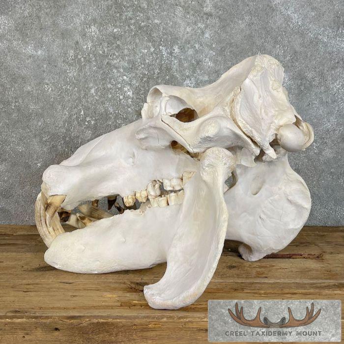 African Hippopotamus Full Skull Mount For Sale - Image 8