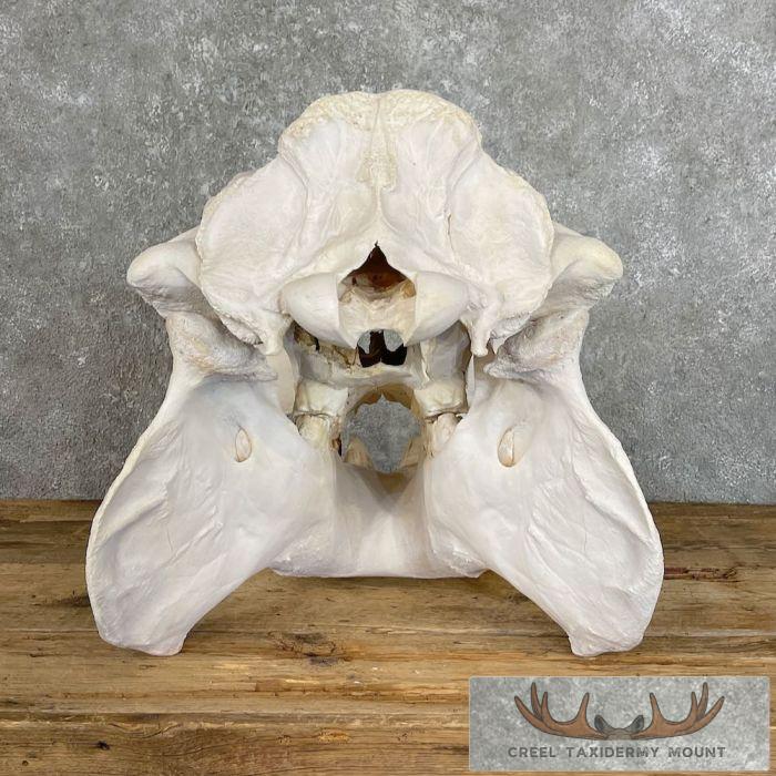African Hippopotamus Full Skull Mount For Sale - Image 9